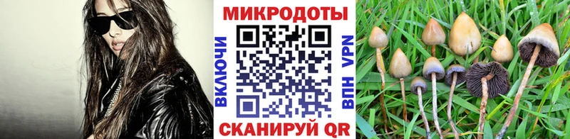 закладка  Северодвинск  Галлюциногенные грибы Psilocybine cubensis 